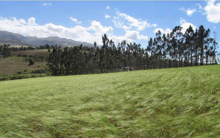 Farm in Cochasqui 61 ha