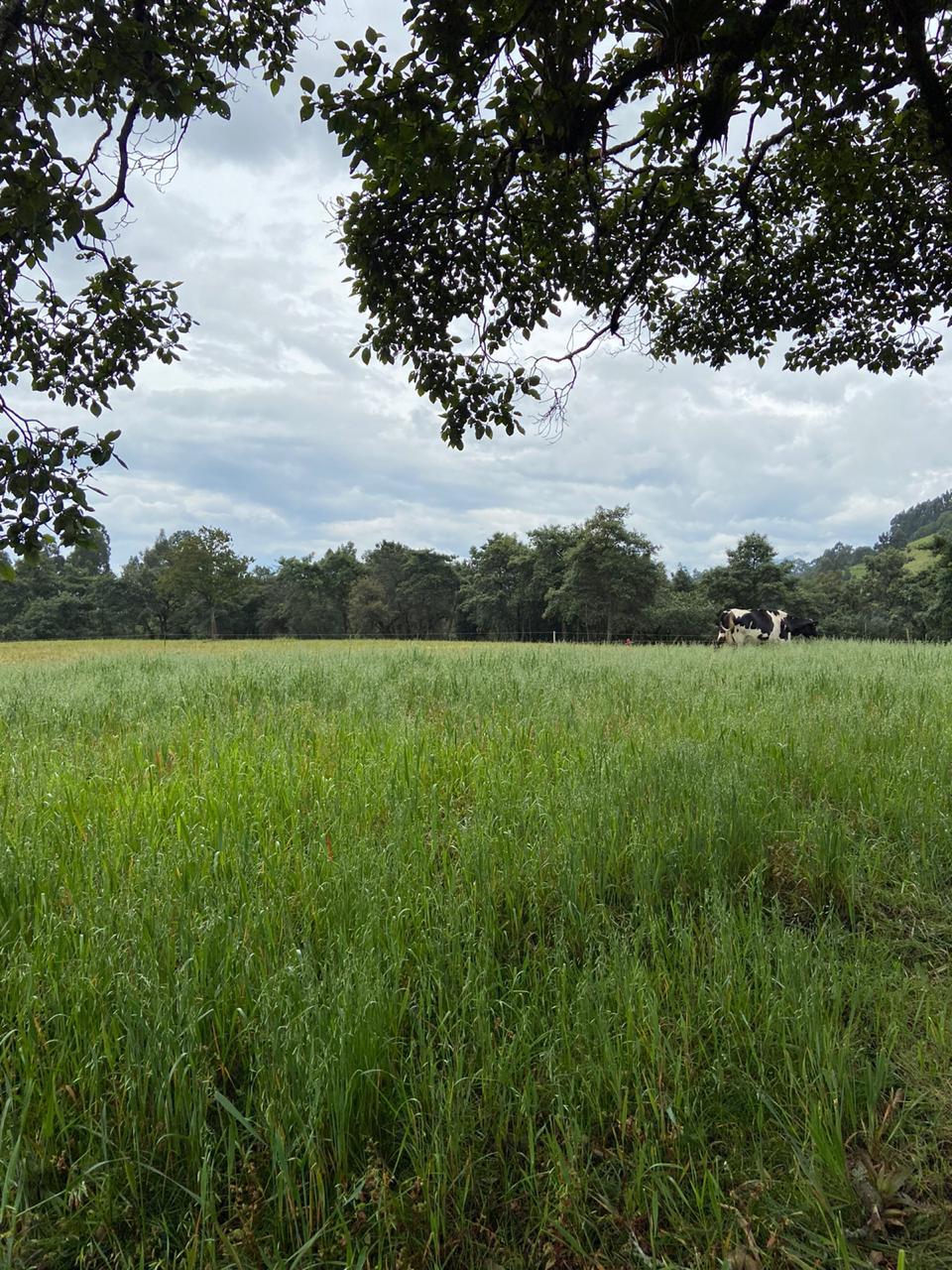 Farm in Pasochoa 16 ha