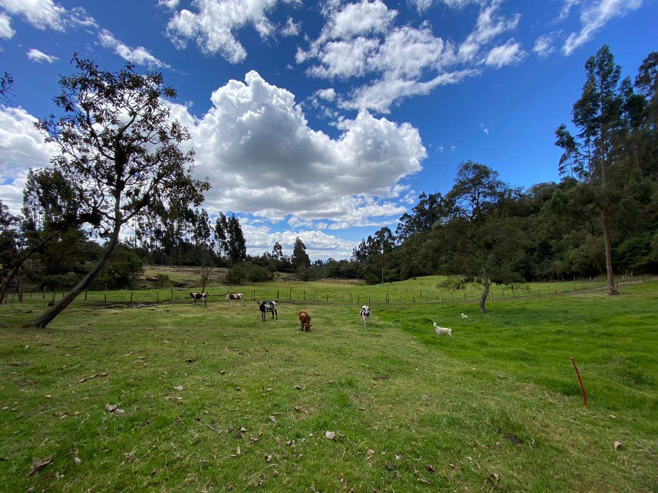 Farm in Pasochoa 16 ha