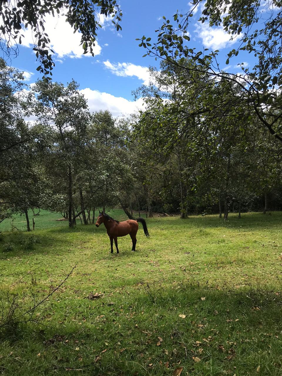 Farm in Pasochoa 16 ha