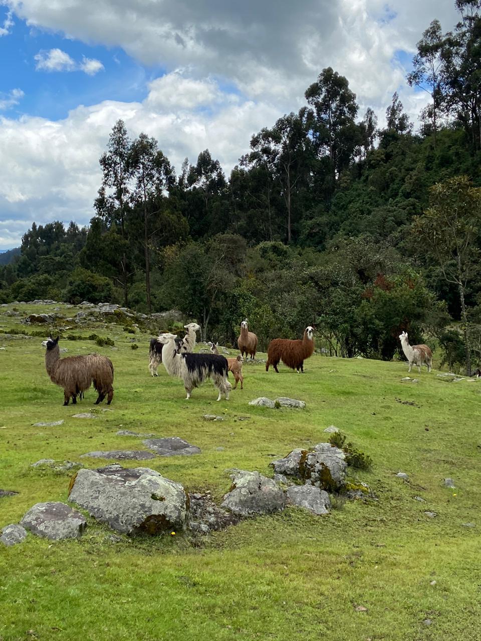 Farm in Pasochoa 16 ha