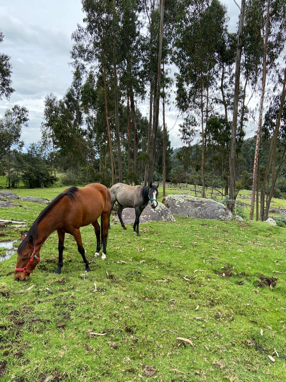 Farm in Pasochoa 16 ha