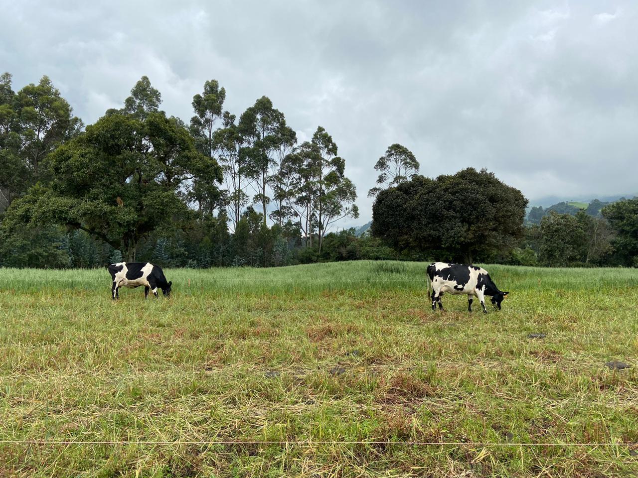 Farm in Pasochoa 16 ha