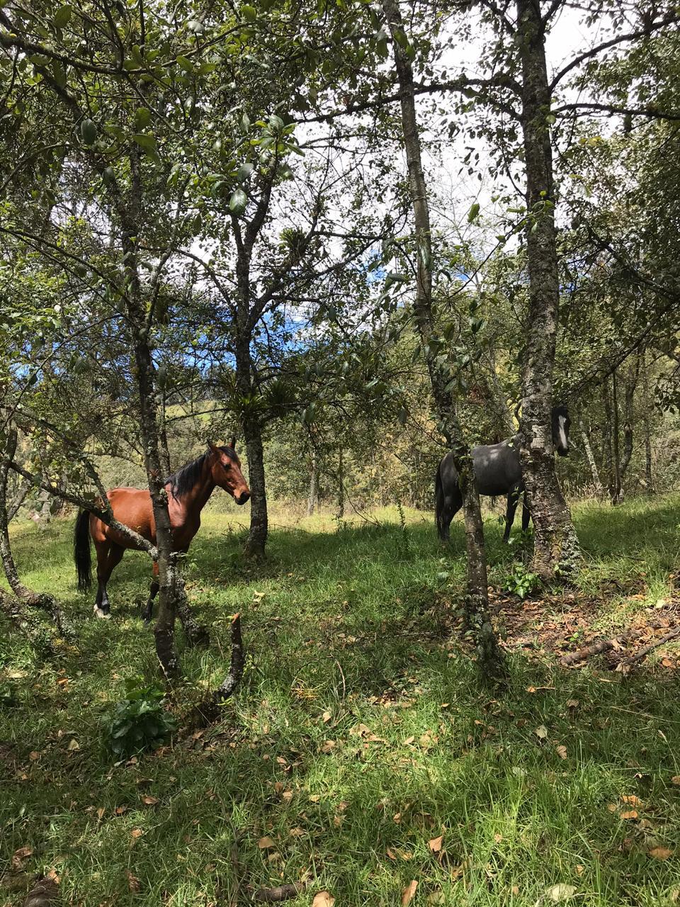 Farm in Pasochoa 16 ha