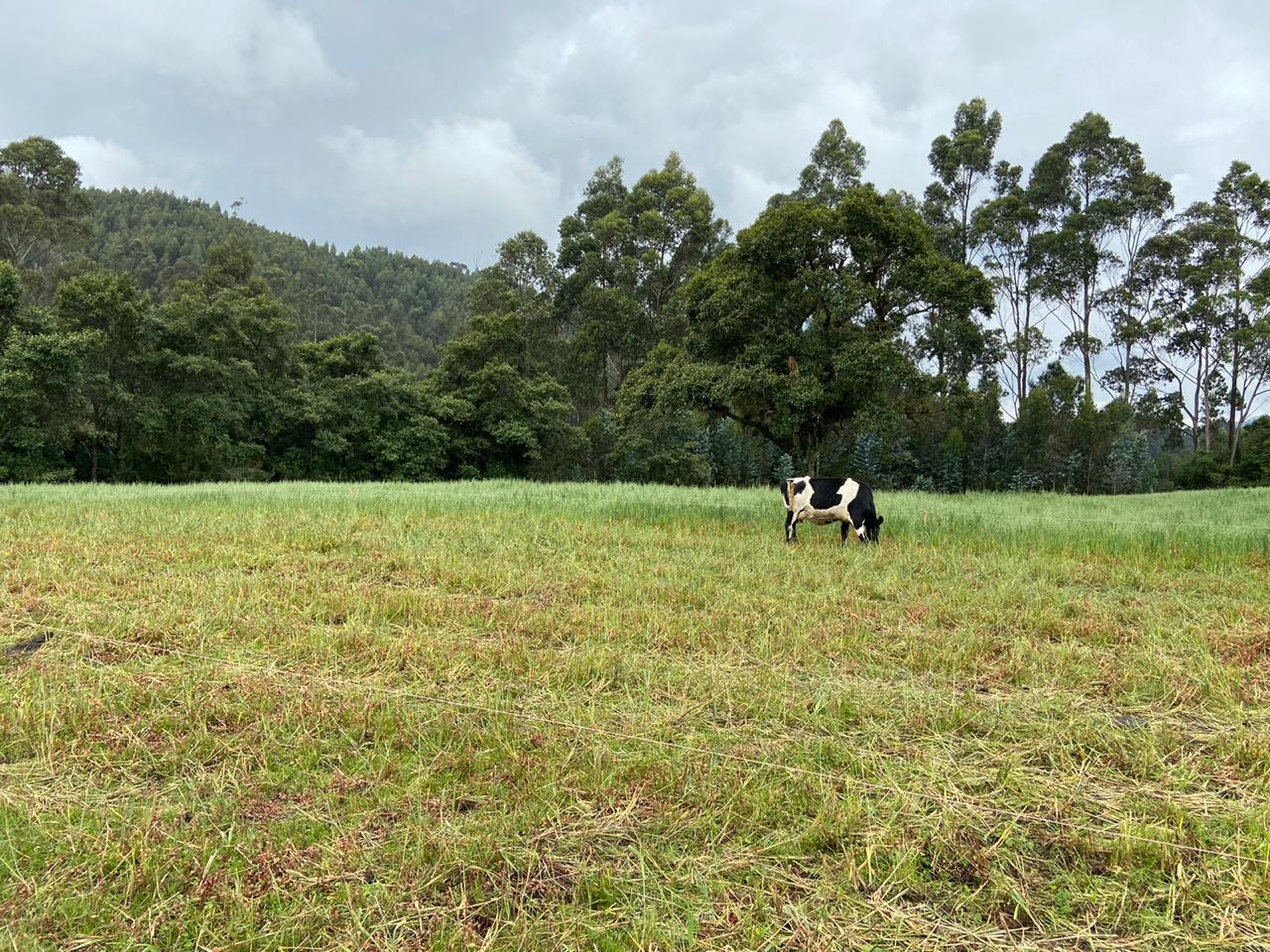 Farm in Pasochoa 16 ha