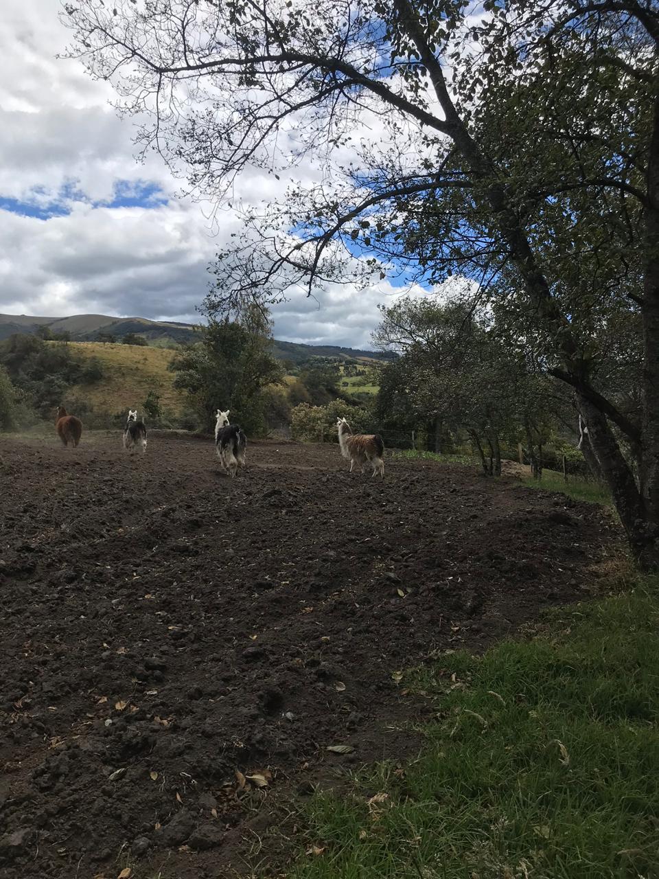 Farm in Pasochoa 16 ha