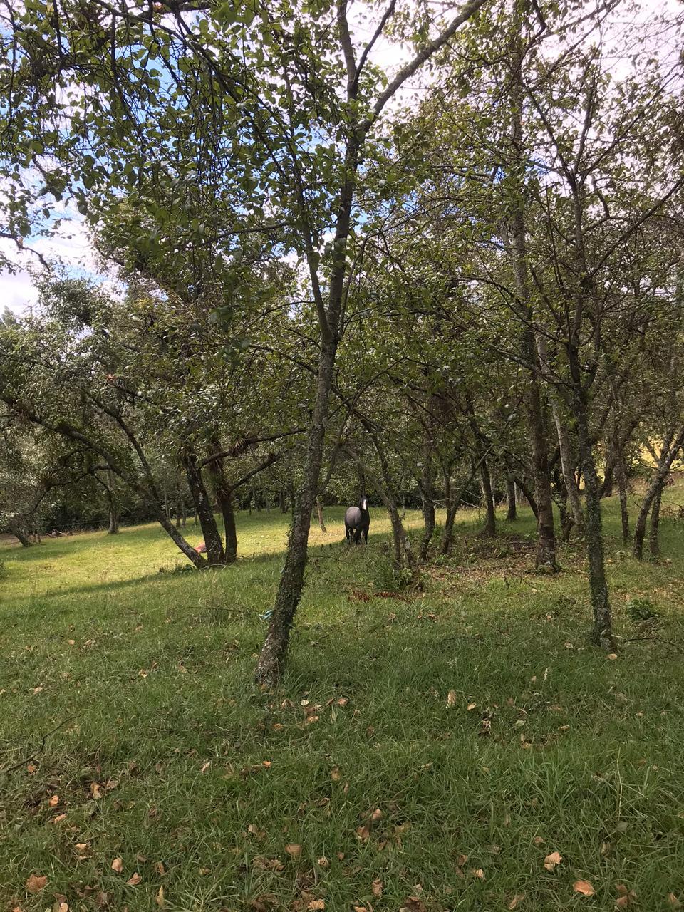 Farm in Pasochoa 16 ha