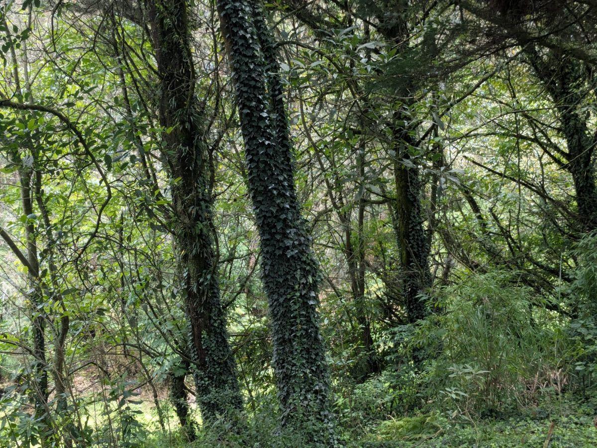 Farm in Cotogchoa - Rumiñahui 1.88 ha