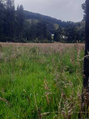 Farm in Cayambe 12 ha