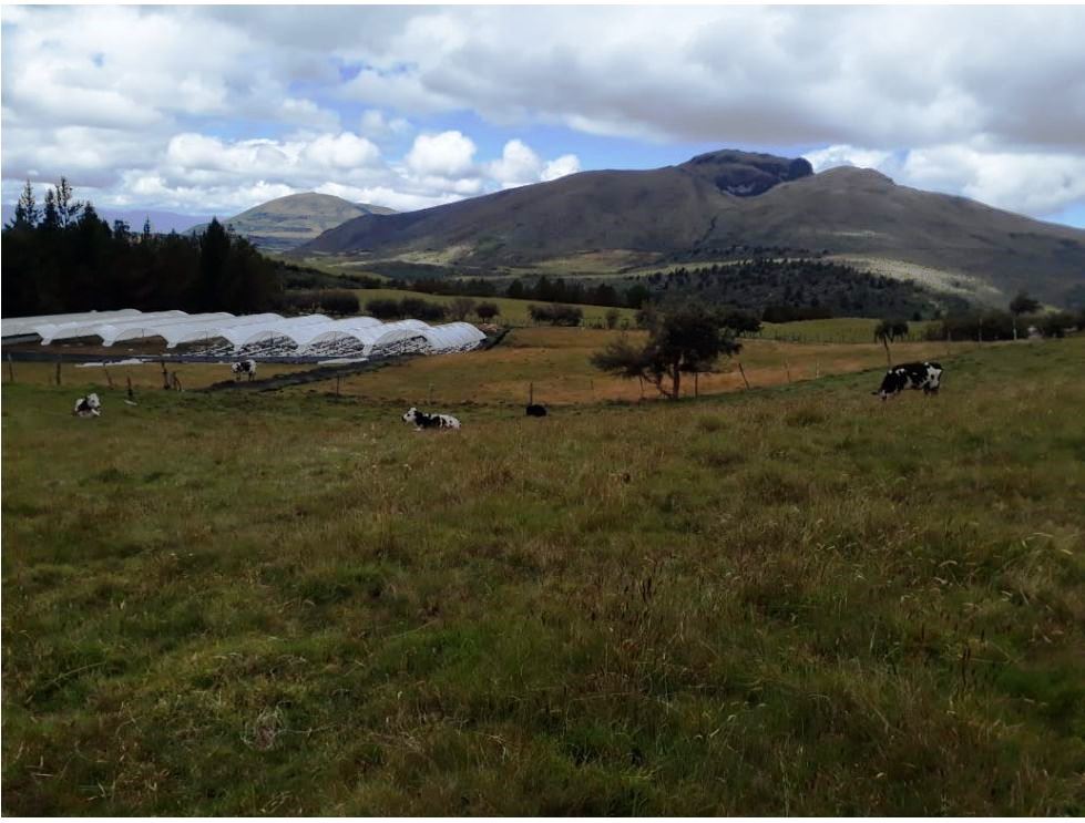 Farm in Carchi 900 ha