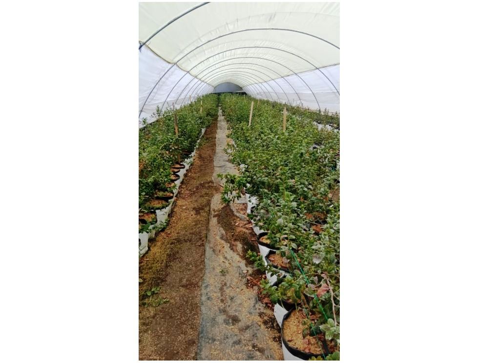 Farm in Carchi 900 ha