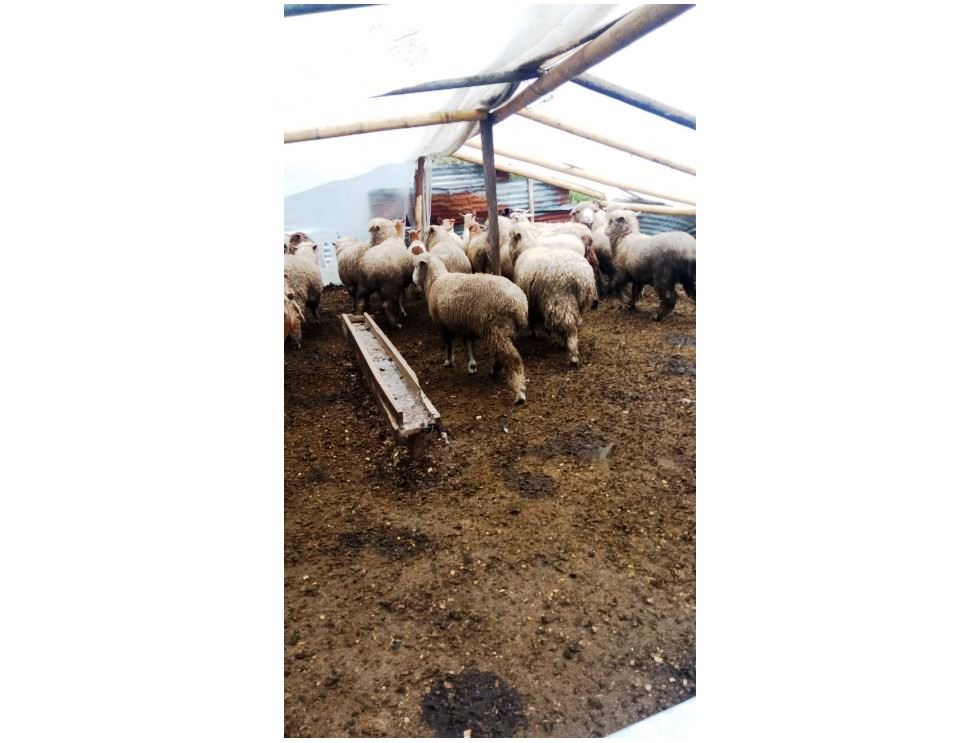 Farm in Carchi 900 ha