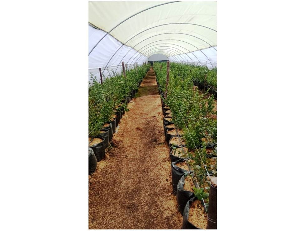 Farm in Carchi 900 ha