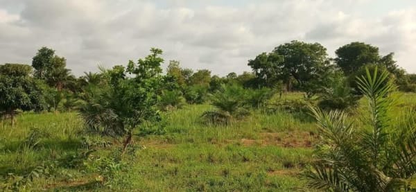 Additional view of Land with Economic Trees for Sale