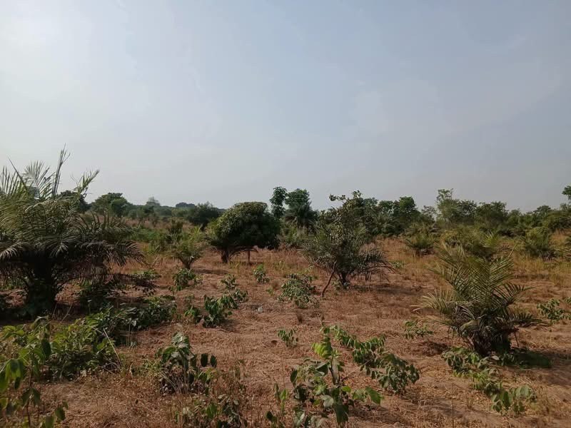 Land with Economic Trees for Sale for sale in Apir, Makurdi, Benue