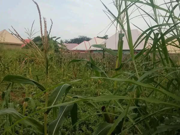 Additional view of 100ft x 100ft Land for Sale