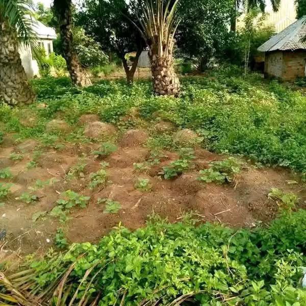 Additional view of Land for Sale Behind International Market