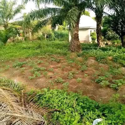 Additional view of Land for Sale Behind International Market