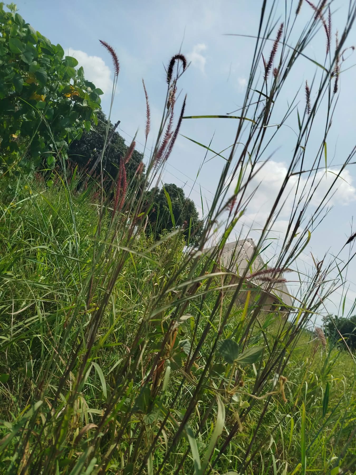 Additional view of 200x100 Plot of Land in Yaikyo