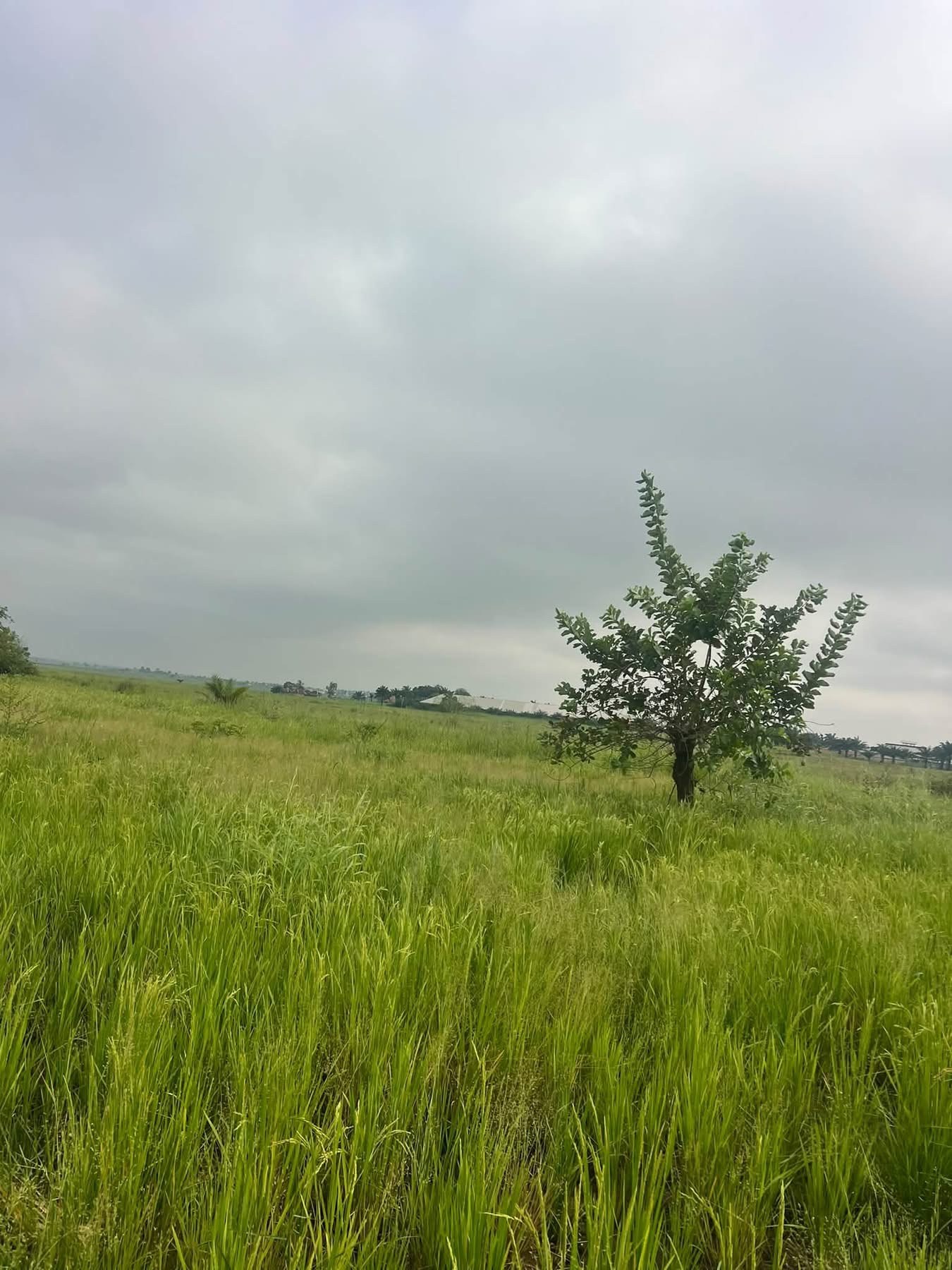 Additional view of Plots of Upland for Sale
