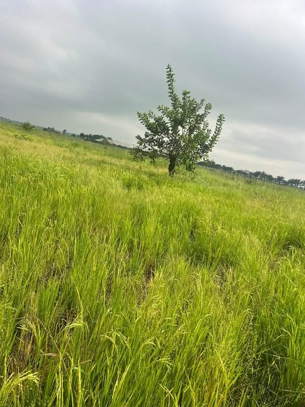 Plots of Upland for Sale for sale in Industrial Layout, Makurdi, Benue