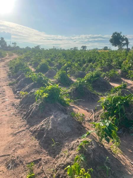 Additional view of Dry Land in Mbaikya