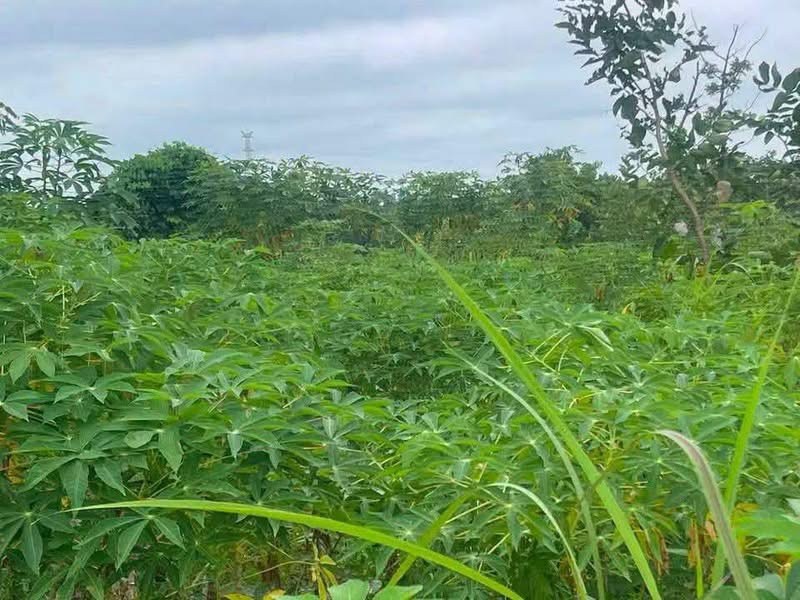 Double Plot of Land for Sale