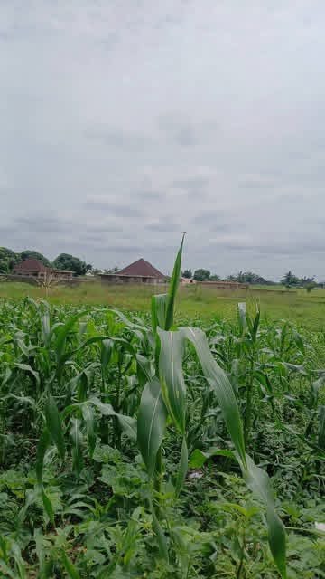 Additional view of Standard Plot of Land in Nyiman