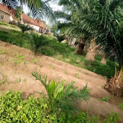 Additional view of 100x50 Plot of Land for Sale