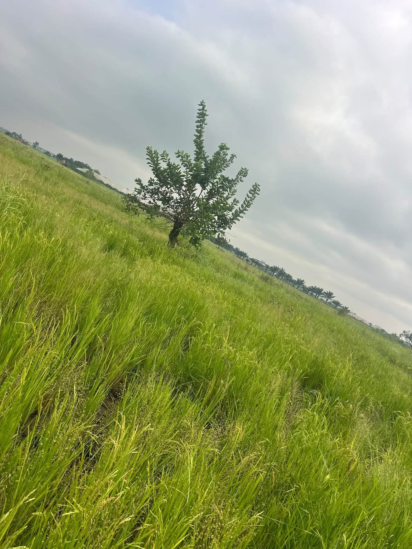 Additional view of Plots of Upland for Sale