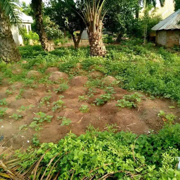 Additional view of 100x50 Plot of Land for Sale