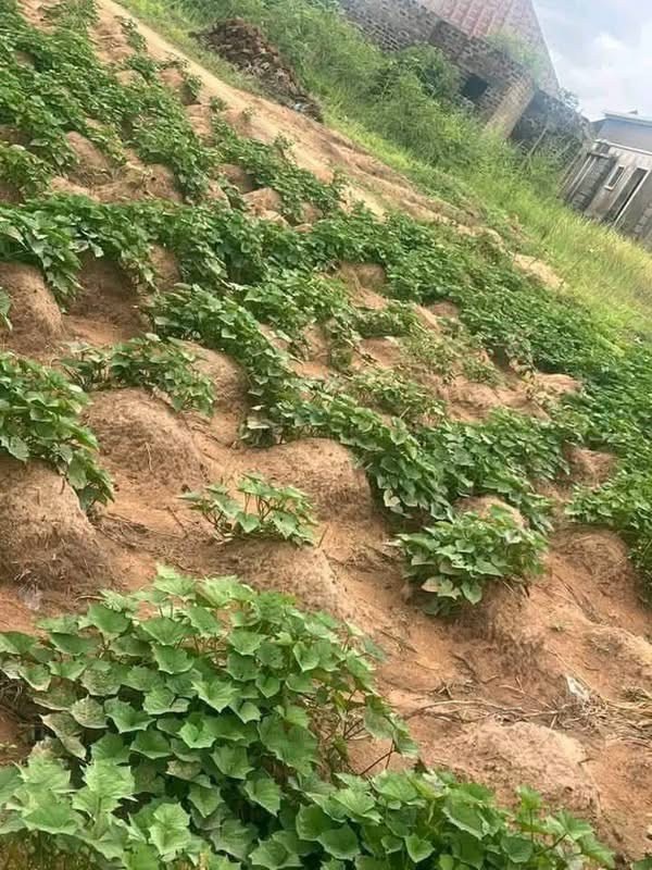 Land for Sale in Nyon for sale in Nyon, Makurdi, Benue