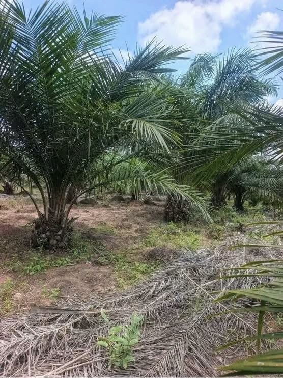 Additional view of Productive Palm Oil Farm for Sale