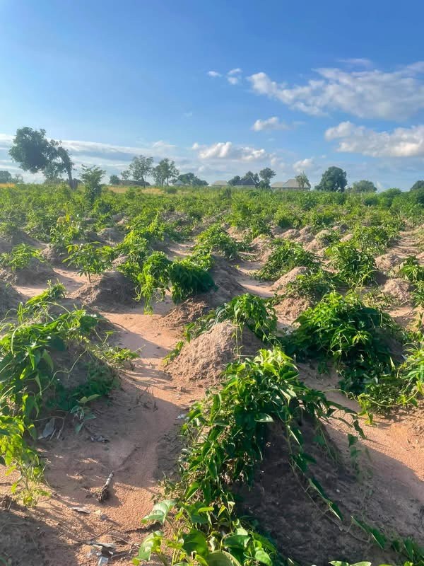 Additional view of Dry Land in Mbaikya