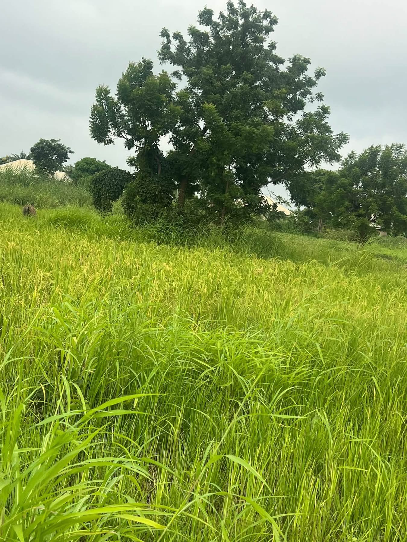 Additional view of Plots of Upland for Sale