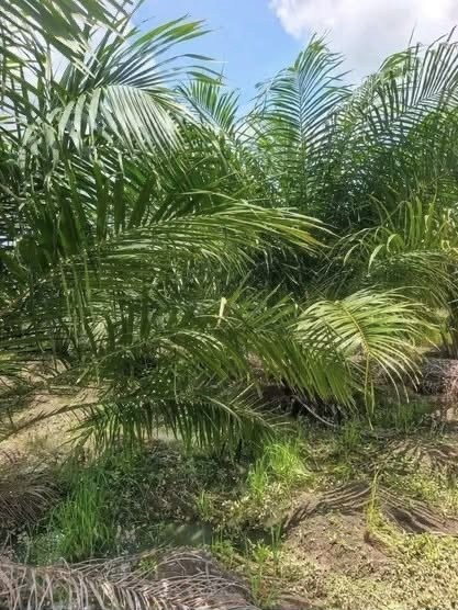 Additional view of Productive Palm Oil Farm for Sale