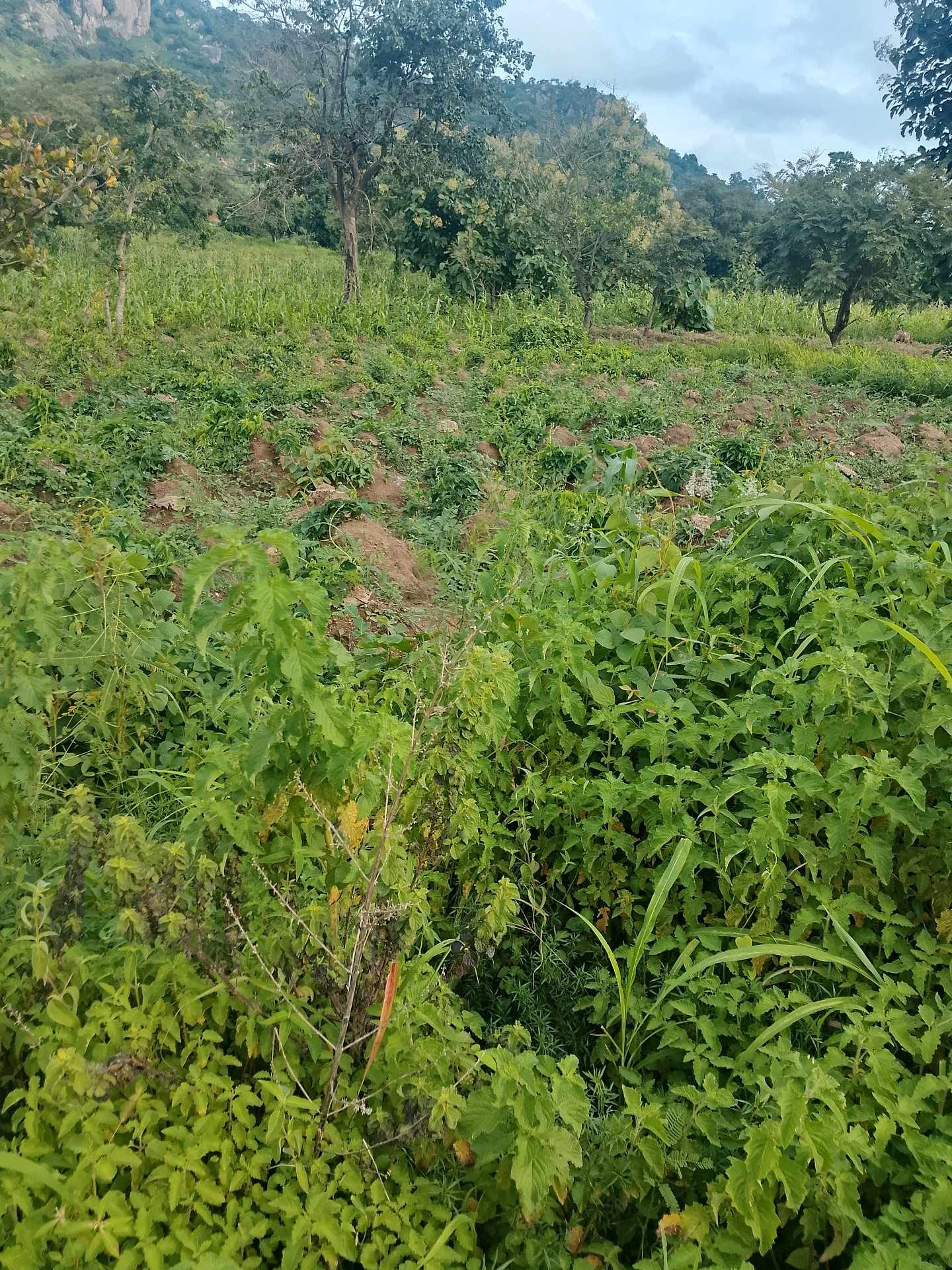 Additional view of Residential Land Plots For Sale