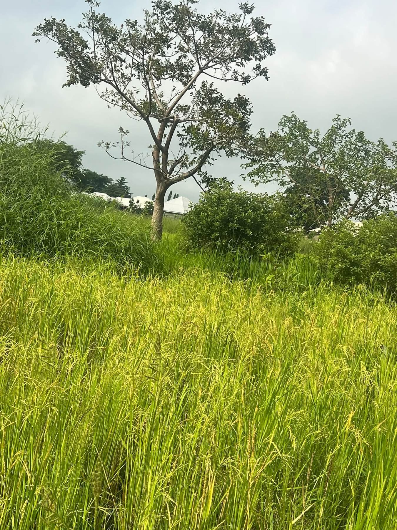 Additional view of Plots of Upland for Sale
