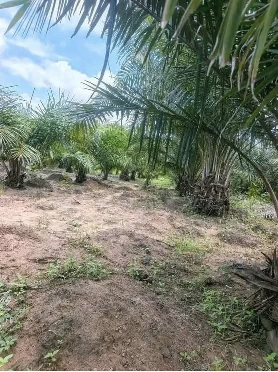 Productive Palm Oil Farm for Sale for sale in Apir, Makurdi, Benue