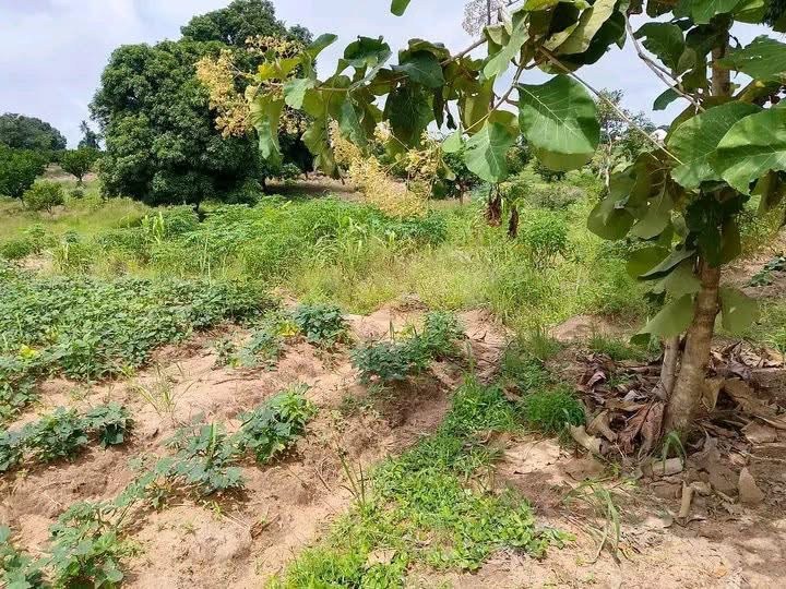 Additional view of Land for Sale in Gboko