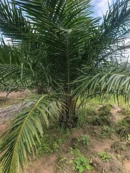 Additional view of Productive Palm Oil Farm for Sale