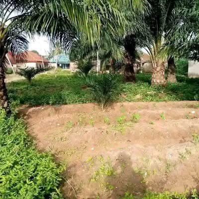Additional view of Land for Sale Behind International Market
