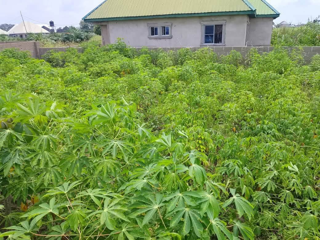 Additional view of 100x50 Plot of Land in Adeke