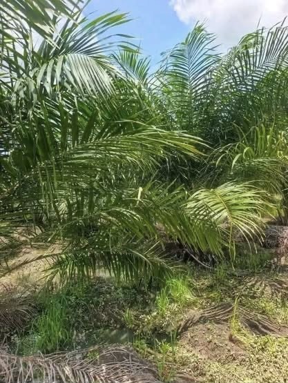 Additional view of Productive Palm Oil Farm for Sale