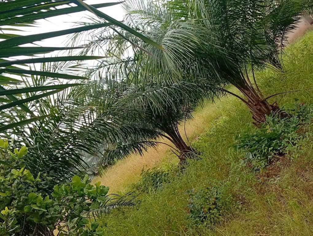 Additional view of Land For Sale New GRA
