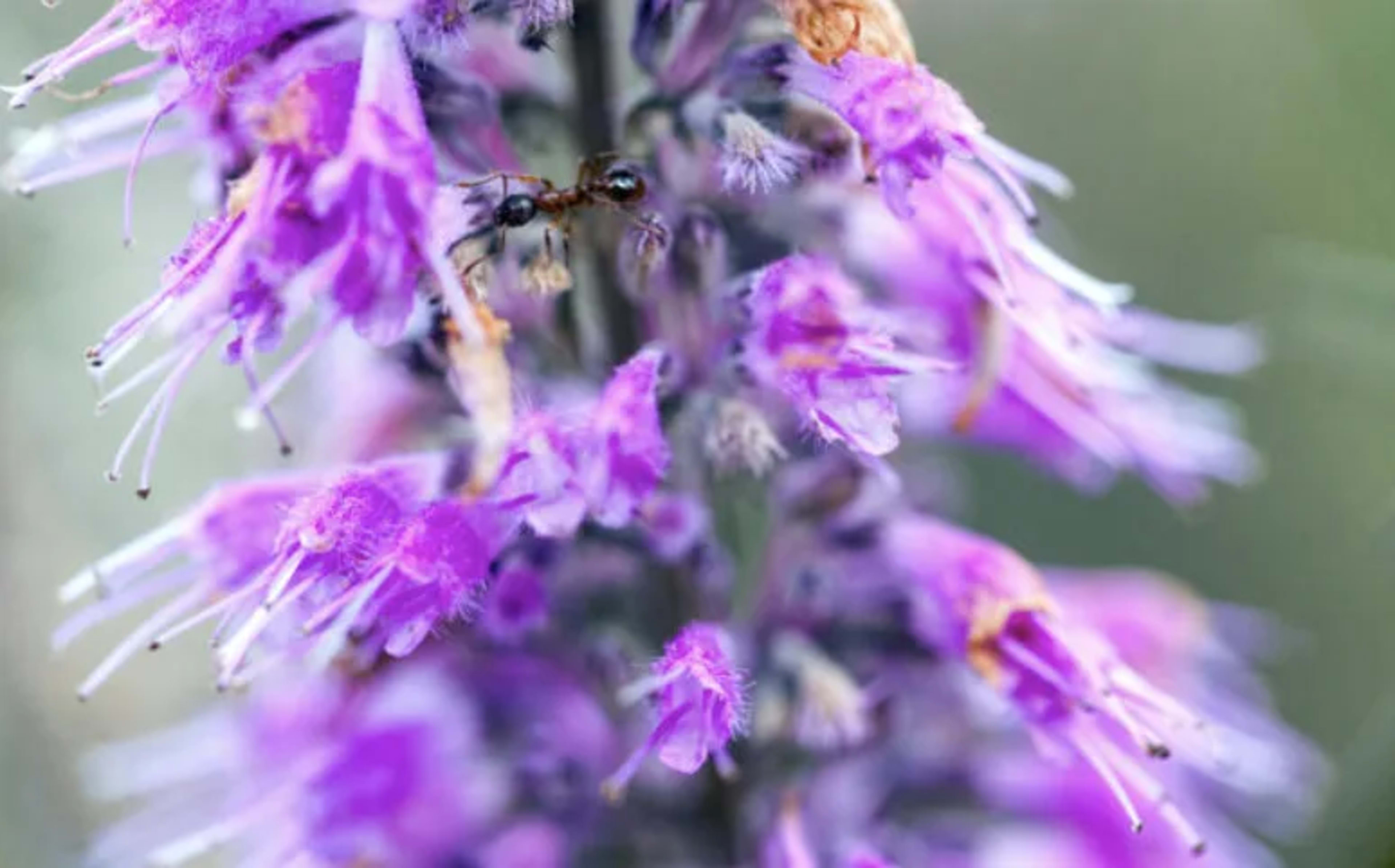 Ельсгольція Патрена — пряна м’ята з Азії у вас вдома