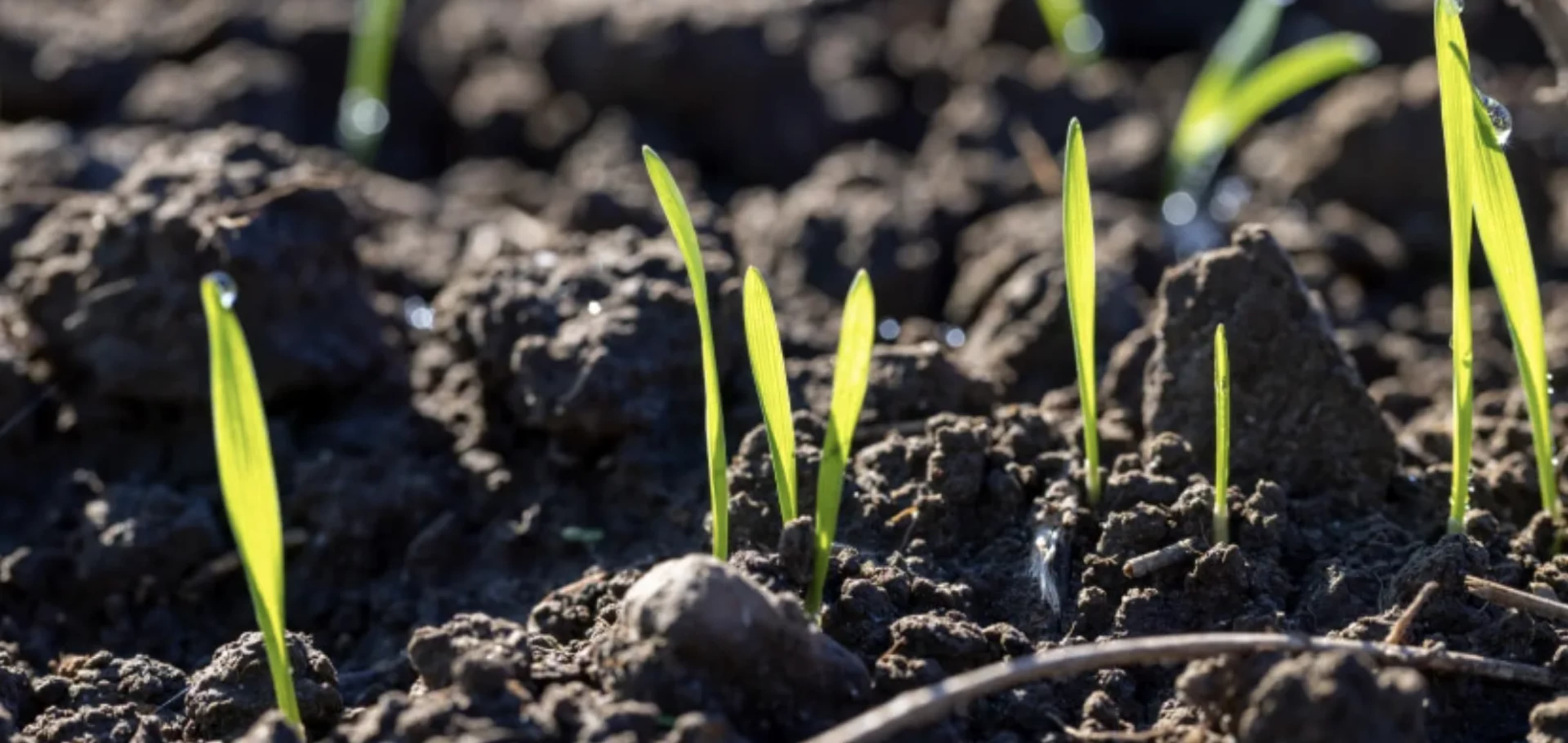 Ґрунти для саду: як визначити тип і підготувати ділянку