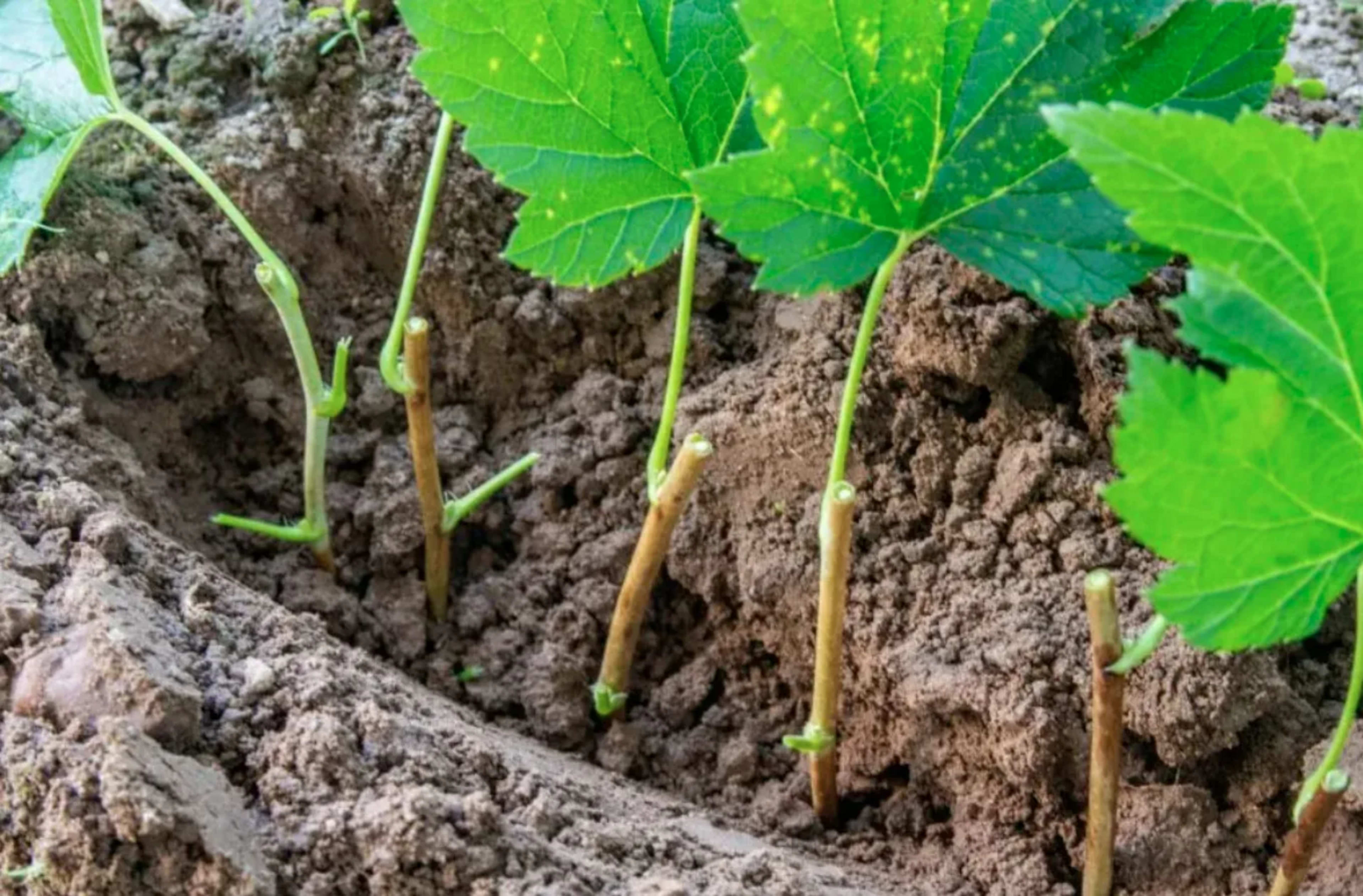 Що робити в саду і городі у квітні: повний календар робіт