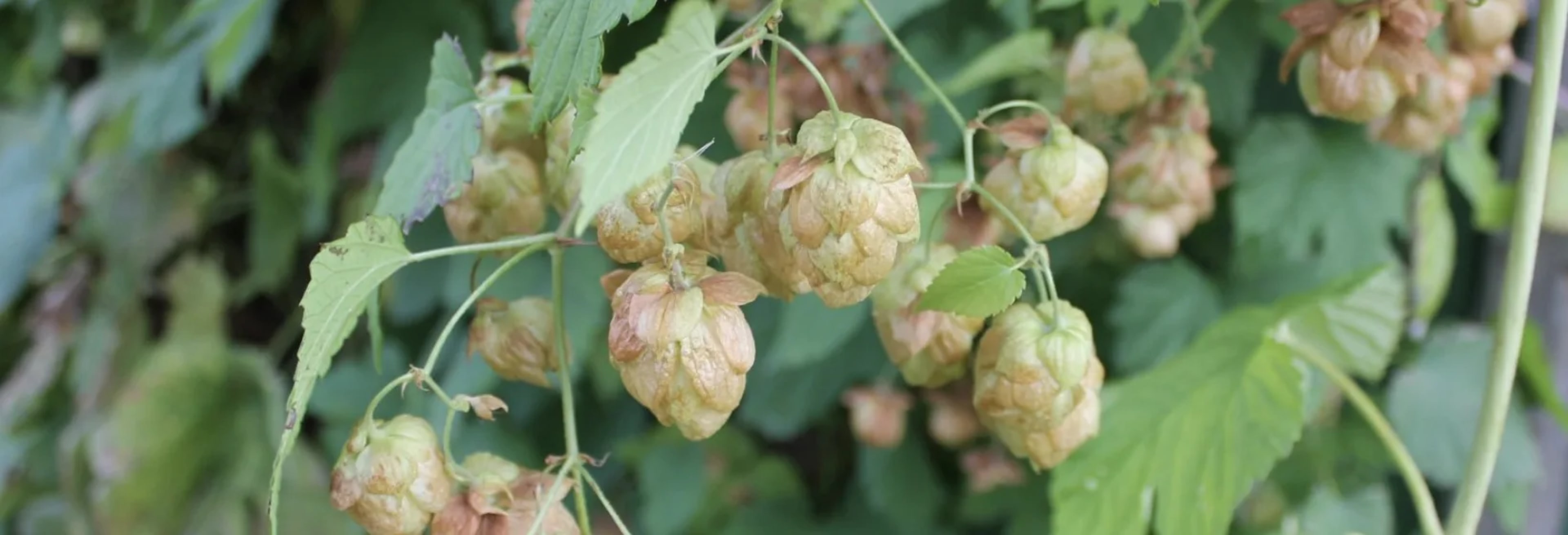 Хміль звичайний: користь, застосування та вирощування