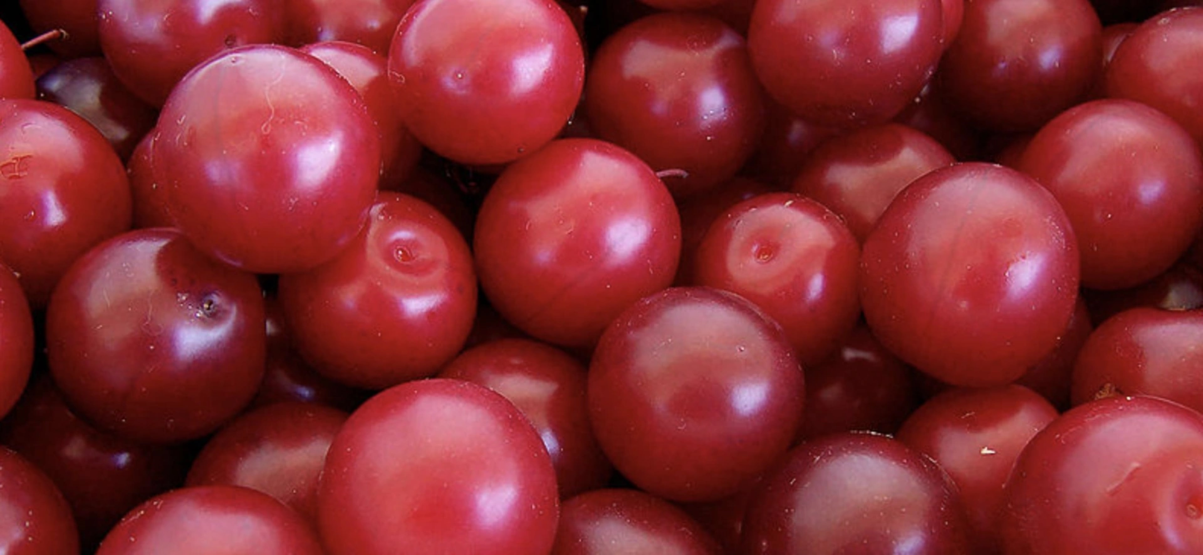 Алича: посадка, догляд, сорти та щеплення